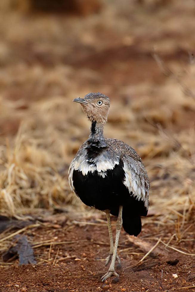 Sisón ventrinegro (Lissotis melanogaster)